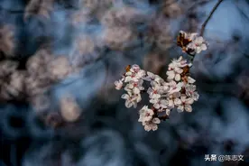 这几天，南京的老山"下雪"了 | 文话南京图片