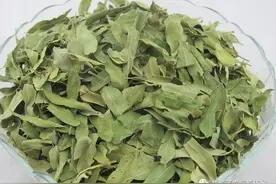 「中药传说」罗布麻叶图片