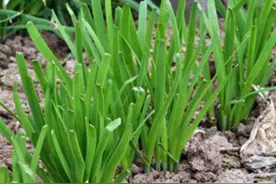 韭菜的种植时间以及种植方法图片