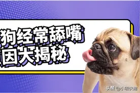 深度分析：狗狗经常舔嘴原因大揭秘，作为主人的你知道多少？图片