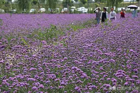 山西临汾：紫色花海醉游人图片