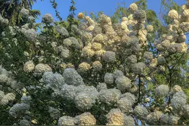 泉城公园的白绣球开花了，花朵就像白色的雪球图片