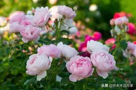 养月季不能忽视的10个问题，新手扫盲教程，快速入门月季养护图片