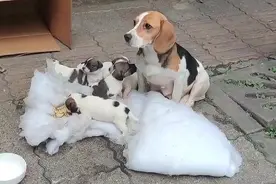 7只纯种比格犬，“连妈带儿”被遗弃街头，原主人是散财童子？图片