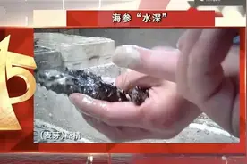 被热议的海参，真能防癌治癌？营养专家是这么说的图片