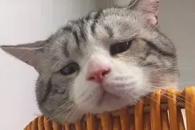 这，大概是我见过最丧的一只猫了…图片
