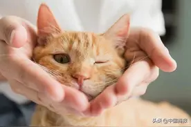 猫咖半月无人看管、金毛托运致死，宠物行业火热背后仍存不少问题图片