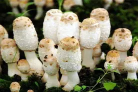 鸡腿菇的栽培与管理，这些需要注意，很实用的技巧图片