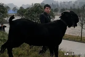 几千元一只的萨能黑山羊价格去哪里购买萨能黑山羊到底怎么样？图片