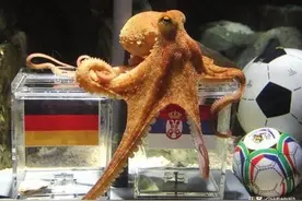 为什么有人说章鱼是外星生物，原来如此图片