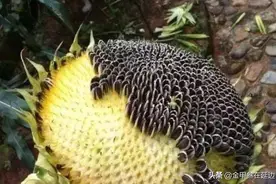 同样的食材，在东北却有不同的叫法，你知道多少？老东北都懂图片