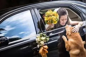 主人出嫁，小狗猛烈地追着婚车，跳起来扒着车门，不管有没有危险图片