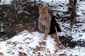 猞猁首次在云南现身，敢屠杀狼崽的它，究竟有多聪明？图片