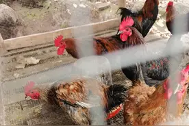 那几只被欺凌至死的母鸡告诉女人：要么抗争，要么堕落图片