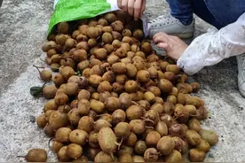 强烈推荐重庆边上避暑摘野果，感受收获的喜悦图片