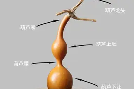“由外及里”说葫芦图片