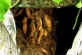 不用土、不用水，一株“盆栽红薯”结上百斤，吃都吃不过来图片