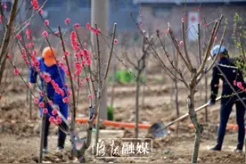 洛阳龙门西山将添一处牡丹观赏园图片