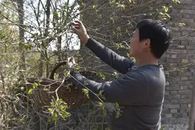河南农民用树上这种东西做蒸菜，看着像毛毛虫吃着却很香图片