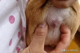 养狗要挤狗狗的屁股，你可知道此事？图片