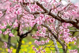 河北顺平第二十二届桃花节精品线路推介图片