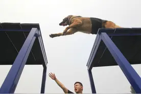 揭秘郑州缉毒犬：个个身怀“绝技”，曾在洗衣机内、车门里缴获毒品图片