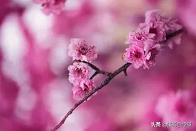 拍花别犯这6大忌讳，再教你1个手机修图技巧，大白话讲解更易学图片