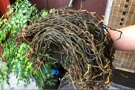每年夏天，我家都要晒的干豆角，15斤新鲜豆角晒这么一点，亏吗？图片
