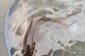 春季钓鲫想要竿竿有口，钓竿长度有讲究，选错尺寸等于选择空军图片