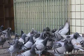 「赛鸽资讯」不同阶段性鸽粮配比！！图片