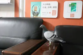 深圳晚报办公区飞来一只信鸽图片