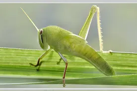 昆虫摄影：蝗虫，俗称蚂蚱，这些很常见的蝗虫，你见过几种？图片
