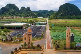 镇委书记在干啥④ | 罗定市苹塘镇：壮大特色优势产业 激活镇域经济发展动能图片