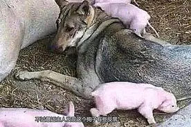 母猪在给猪崽喂奶，突然哼哼唧唧叫了起来，主人过去一看气炸了图片