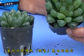 多肉植物玉露为何为徒长？徒长了如何补救？棚主来教你视频封面