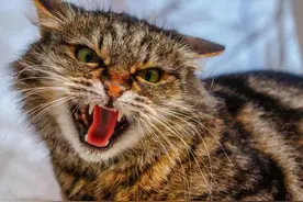 母猫交配后为什么会满地打滚，转过头攻击公猫？图片