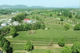 惊现万元极品明前茶！每斤16800元究竟与普通茶区别在哪？视频封面