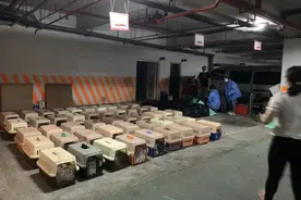 蔡英文火速安乐死154只走私猫，爱猫人士灌爆其脸书痛批没良心图片
