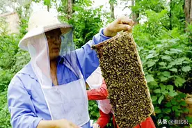 蜂蜇了咋办？花粉怎么形成？蜂农现场解析大开眼界图片