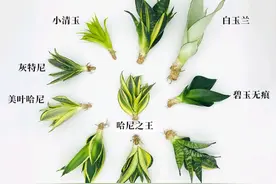 这“38种花”，当你开始收集品种时，你已入坑颇深图片
