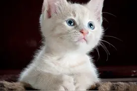 可爱的猫咪与狗狗｜看了都想摸一摸图片