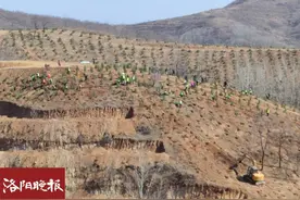 洛阳11处义务植树点确定！具体联系方式如下图片