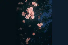 赏图 | 凌晨四点醒来，发现海棠未眠图片