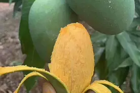 广东粤西雷州半岛特产——覃斗芒果图片