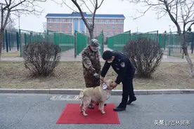 失能警犬如何退役？这事儿有严格程序图片