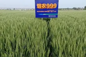2021年三大高筋小麦（面包麦）品种，最低亩产超1700斤图片