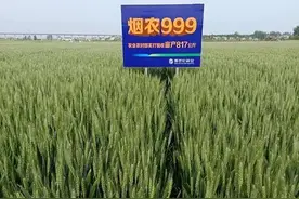 2021年三大高筋小麦（面包麦）品种，最低亩产超1700斤图片