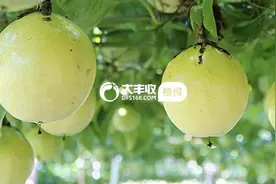 香果开春最怕这3种地下虫害，尤其是它！321春种节图片