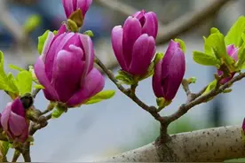 院子里种一棵玉兰花，简单几步就成活，年年春天都赏花图片