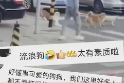 5只狗狗等红绿灯排队过马路，网友：太有素质了图片